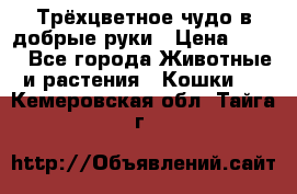 Трёхцветное чудо в добрые руки › Цена ­ 100 - Все города Животные и растения » Кошки   . Кемеровская обл.,Тайга г.